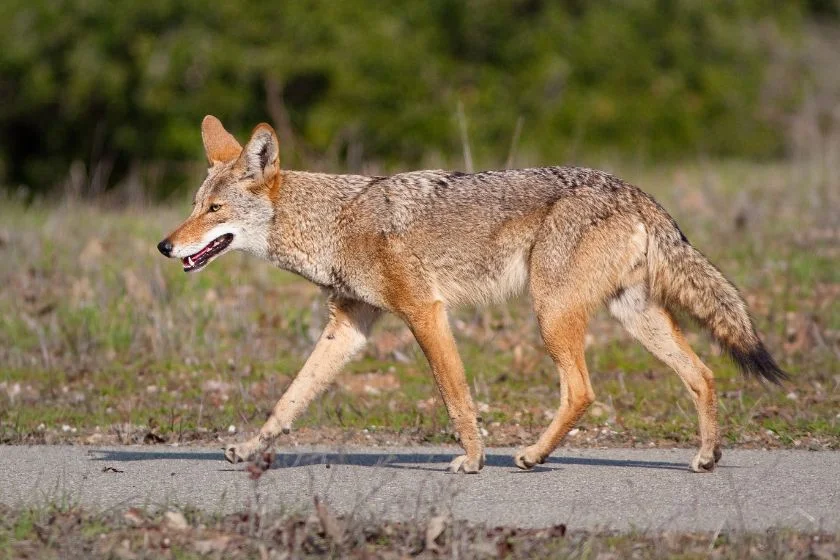 Wild Coyote (Canis Latrans) Trotting