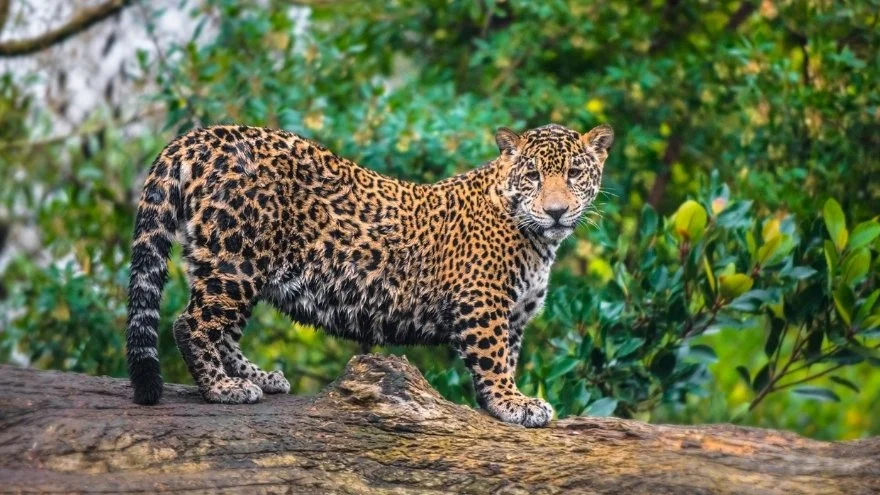 Wildlife In South America Native Animals In South America