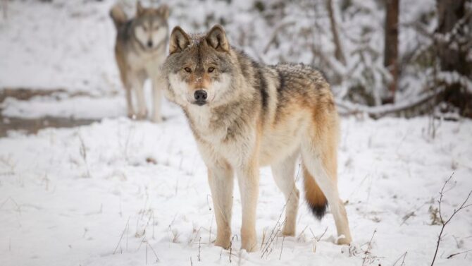 Wolves: Facts, Characteristics, Behavior, Diet, More