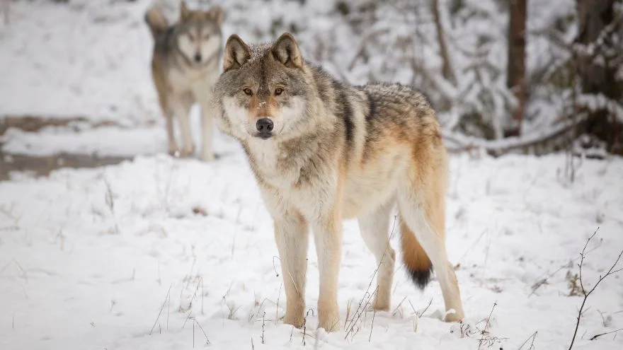 Wolves Facts, Characteristics, Behavior, Diet, More