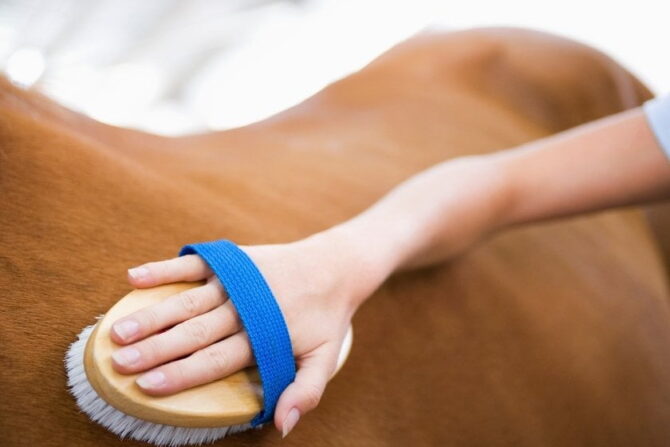 Woman Brushing Horse