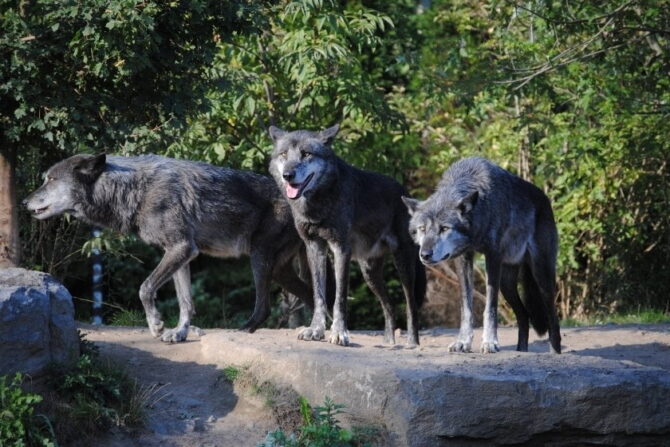 A Pack of Wild Wolves in the Wild
