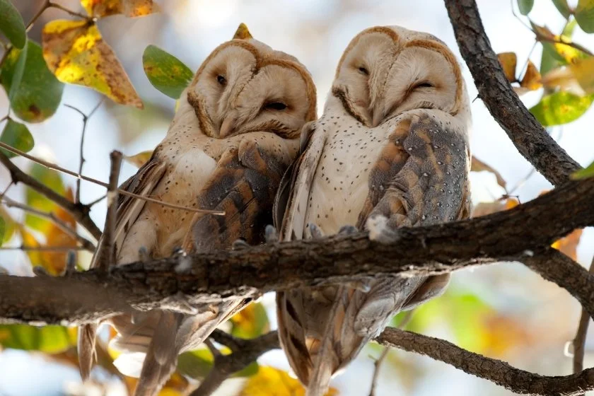 A Pair of Male and Female Barn Owls on Tree Branch