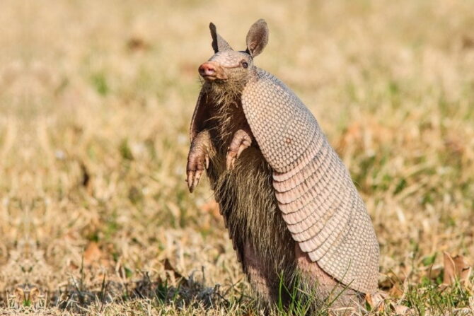 Close View of Armadillo Strong Shell Standing while Standing Up