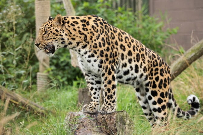 Amur Leopard (Panthera pardus orientalis) Standing on Log