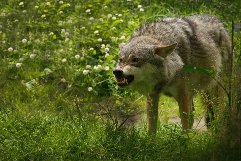 Angry Wolf Shows Teeth in Forest