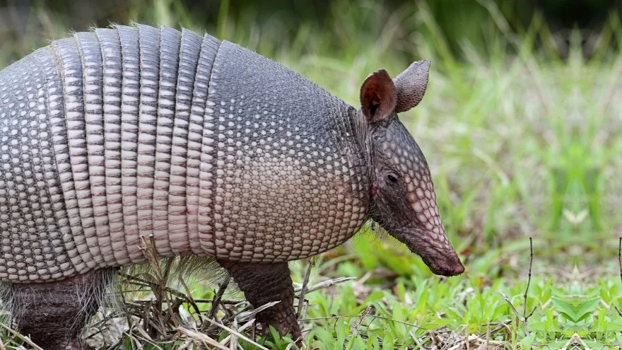 Are Armadillos Bulletproof? Are Armadillos Born With Armor?