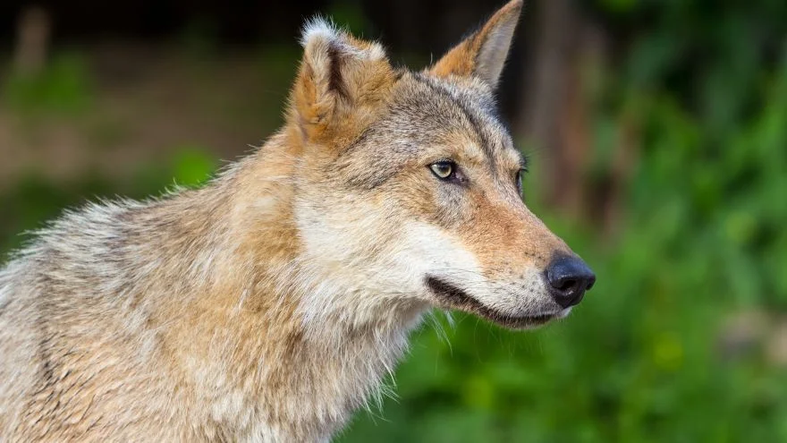 Are There Wolves In Rhode Island (Gray Wolves, Coywolves, Eurasian)
