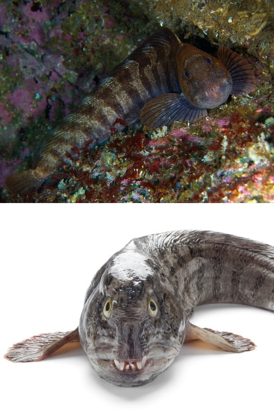 Atlantic Wolffish (Anarhichas lupus) in Water and Outside