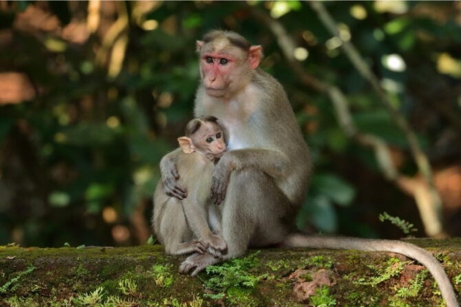 Baby Bonnet Macaque Monkey with Mother