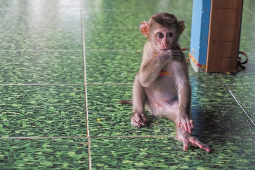 Baby Pet Monkey Sitting on Floor