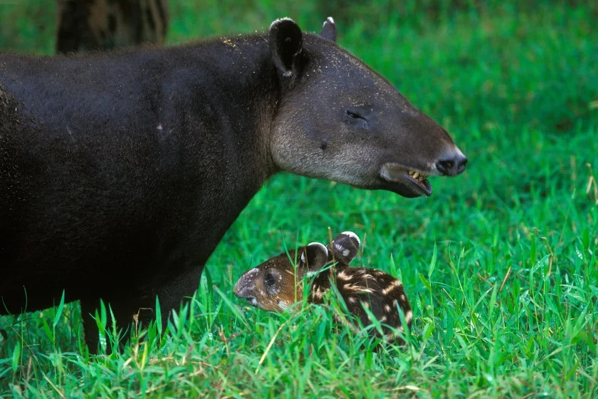 Baird’s Tapir (Tapirus bairdii) Mother and Baby