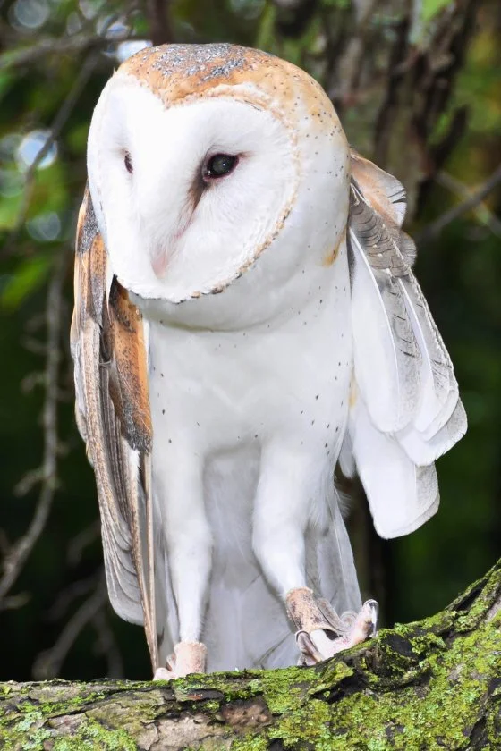 Barn Owl Perched on Tree Limbs
