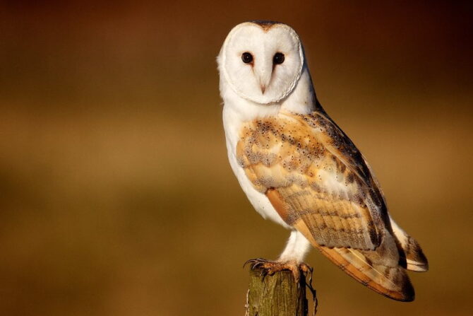 Barn Owl (Tyto alba)