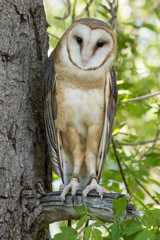 Barn Owl With Long Legs Perched on Tree Branch