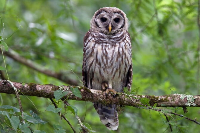 Barred Owl (Strix varia)