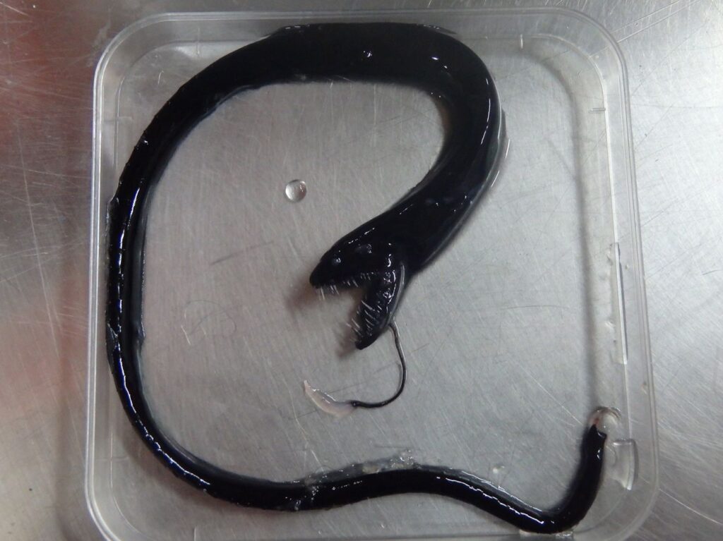 Black Dragonfish (Idiacanthus atlanticus) - Brent Tibbatts - FishBase