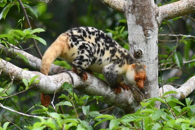 Black-spotted Cuscus (Spilocuscus rufoniger) on Waigeou Island