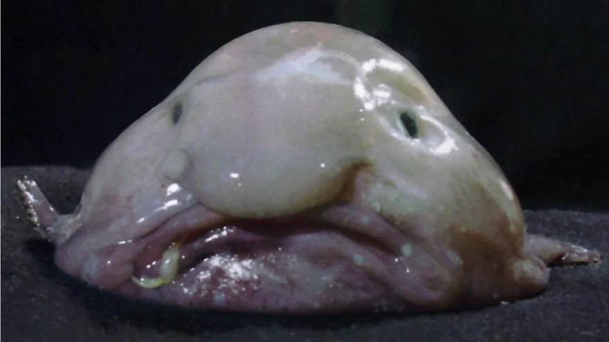 Blobfish (Psychrolutes marcidus) outside water is an ugly fish