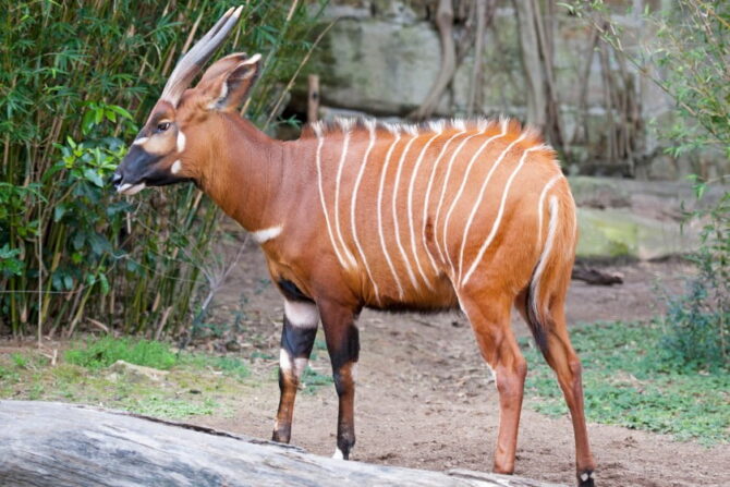 Bongo (Tragelaphus eurycerus)