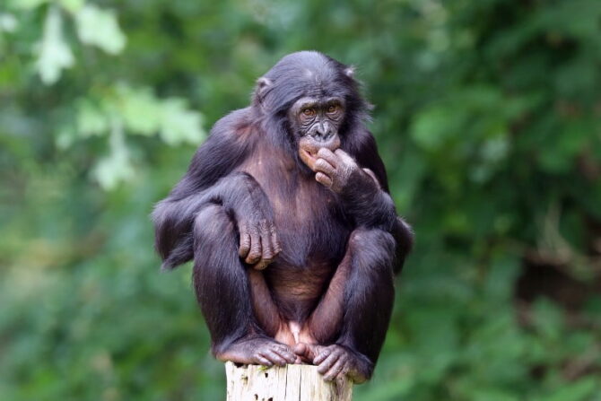 Bonobo (Pan paniscus)