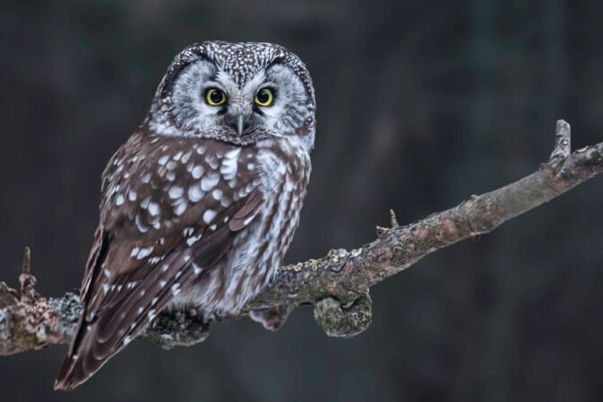 Boreal Owl (Aegolius Funereus)