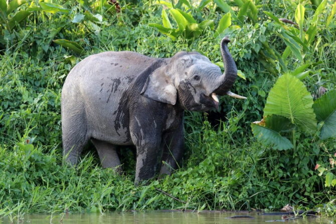 Borneo Pygmy Elephant (Elephant maximus borneensis) in Natural Habitat