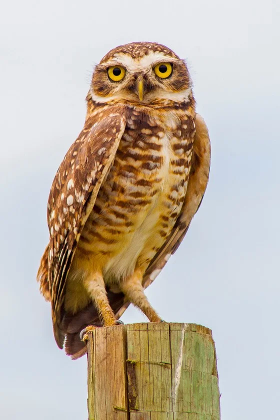 Burrowing Owl (Athene cunicularia)