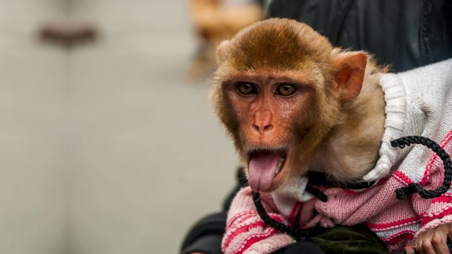 Can Monkeys Make Good Pets? Are Monkeys Friendly To Humans?
