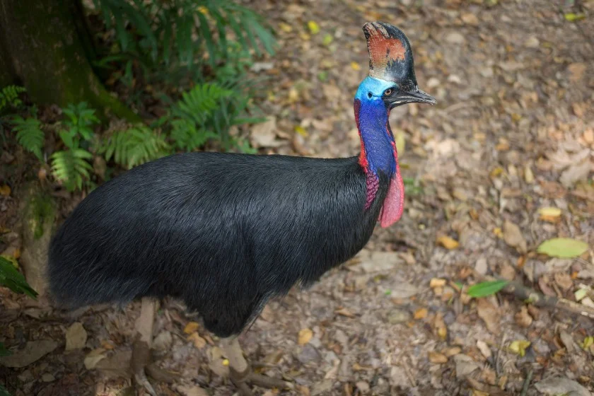 Cassowary (Casuarius)