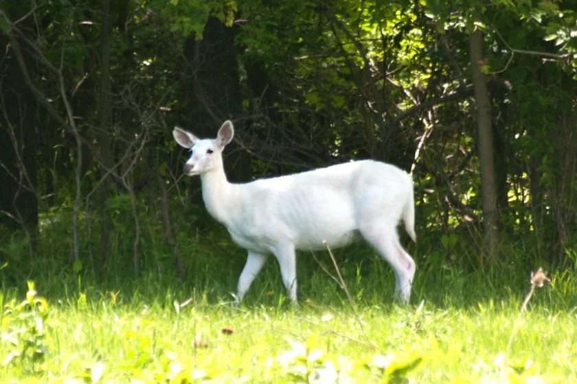 Cervidae (Seneca White Deer)