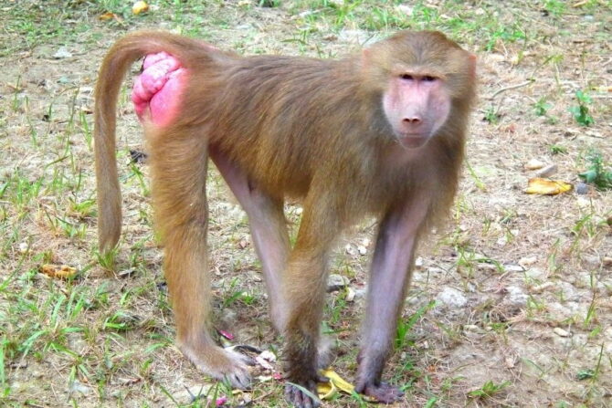 Close Up Baboon with Visible Red-Pink Butt