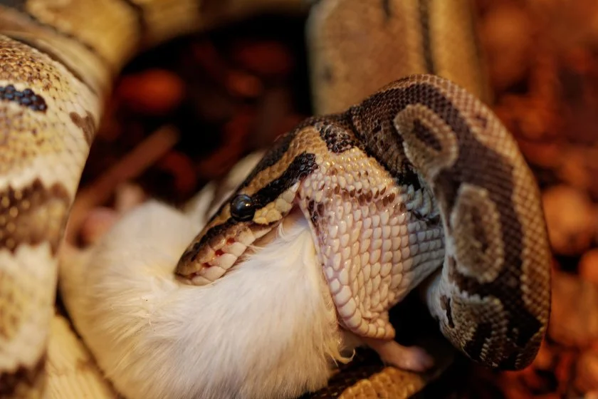 Close Up Ball Python Snake Swallowing Prey