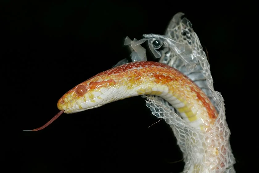 Close Up Corn Snake Shedding Its Skin