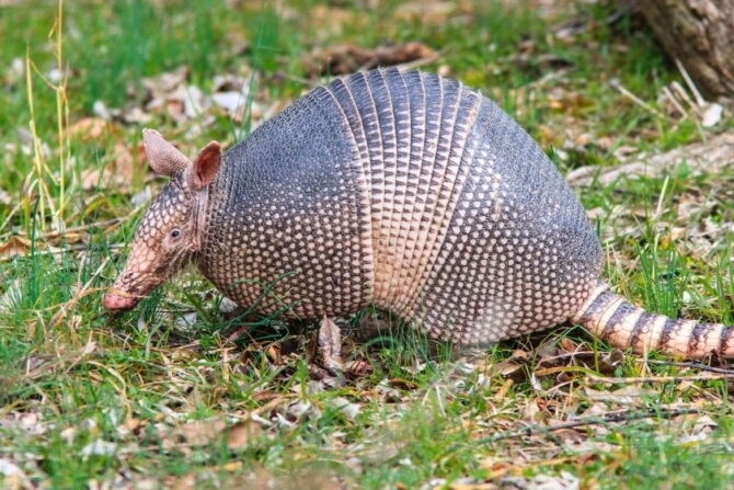 Close Up View of Armadillo in Grass