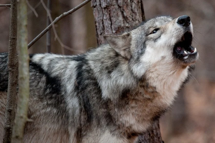 Close Up View of Gray Wolf Barking in the Woods