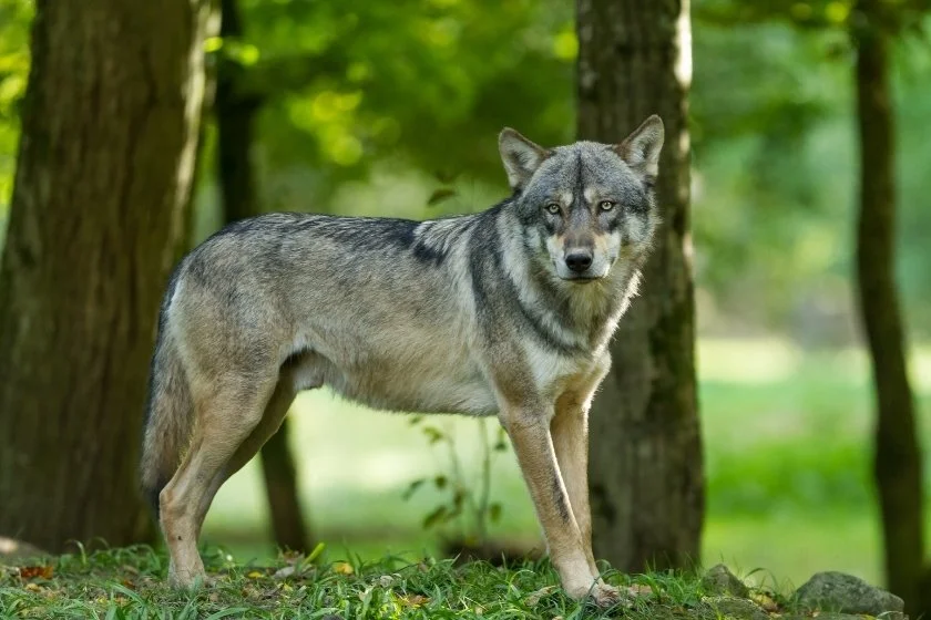 Close Up View of Gray Wolf in Natural Habitat