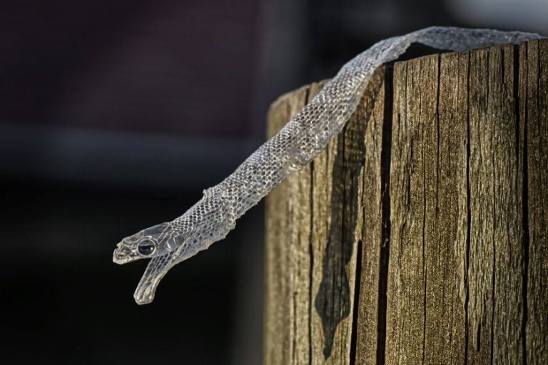 Image result for How Often Do Corn Snakes Shed Their Skin? [Answered]