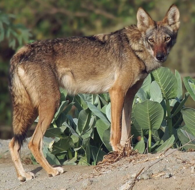 Close View of Arabian Wolf in Jordan