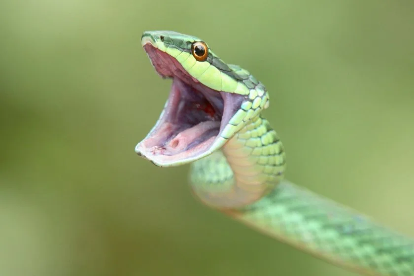 Close View of Green Tree Snake Opening Mouth