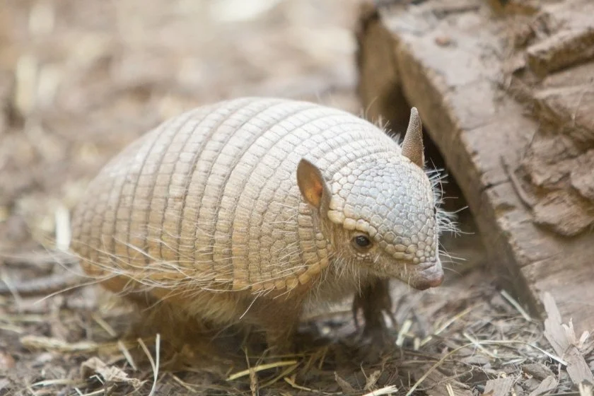 Close View of Young Screaming Hairy Armadillo