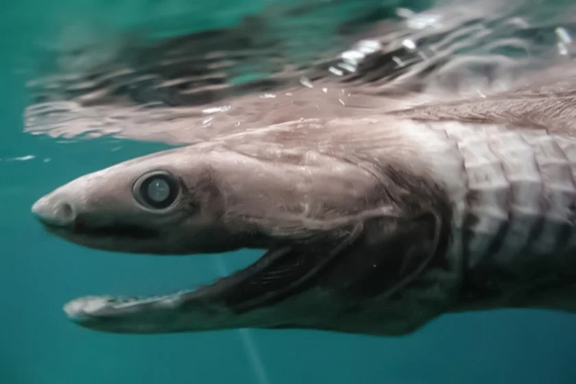 Close up Frilled Shark (Chlamydoselachus anguineus) in the Sea