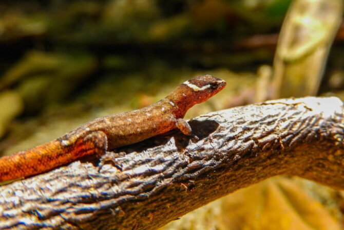 Colombian Dwarf Gecko (Lepidoblepharis)