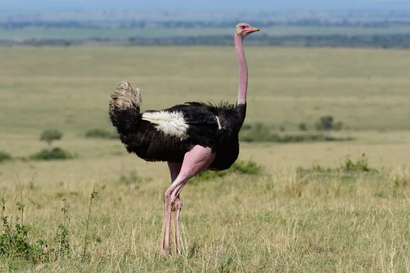 Common Ostrich (Struthio camelus)