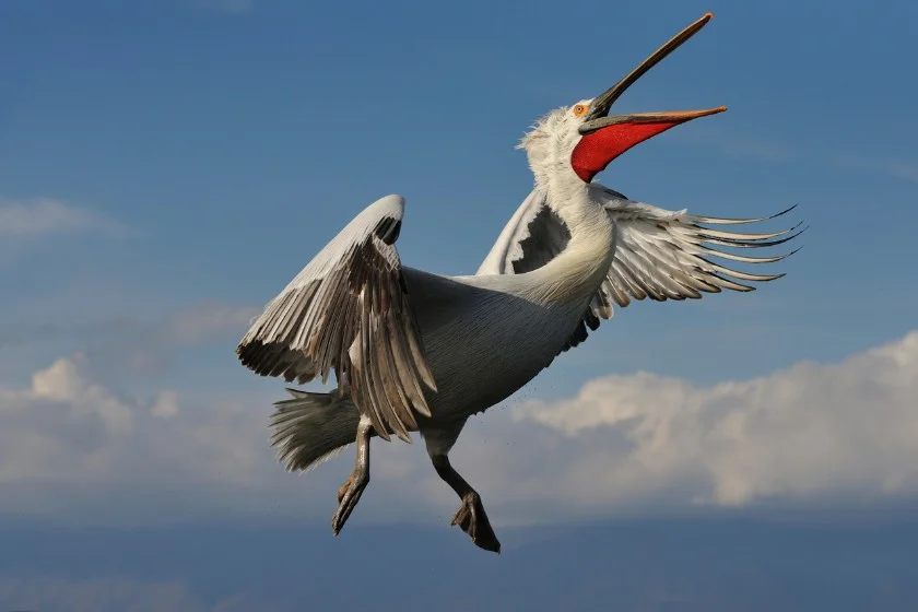 Dalmatian Pelican (Pelecanus crispus)