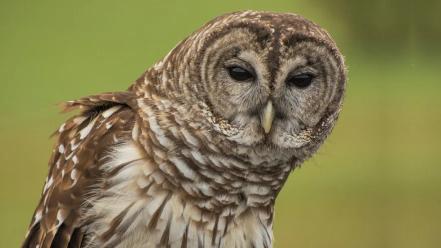 Different Species of Owls In South Carolina (Identification, Facts & Pictures)