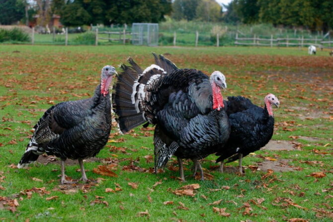 Domestic Turkey (Meleagris gallopavo domesticus)