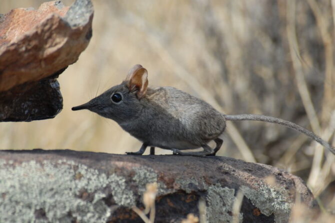 Elephant Shrew (Mascroscelididae)