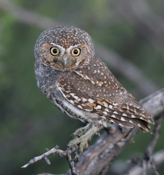 Elf Owl (Micrathene whitneyi)