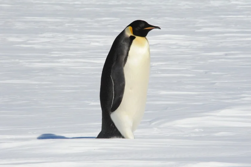 Emperor Penguin (Aptenodytes forsteri)